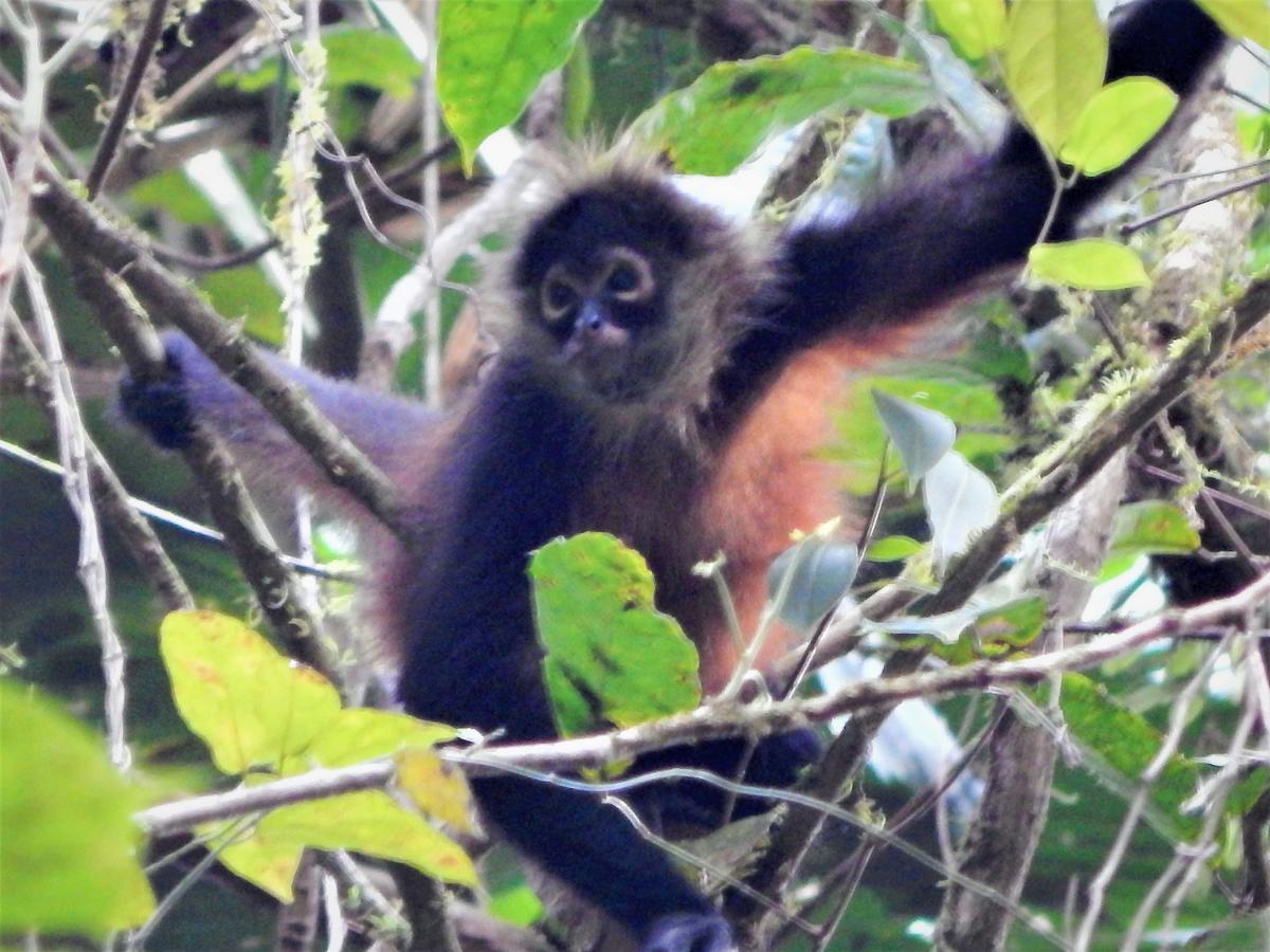 Naguala Jungle Lodge Drake Bay Ngoại thất bức ảnh